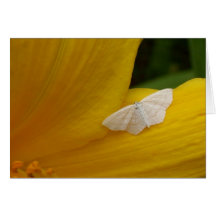 Schmetterling auf Lilie Grußkarte