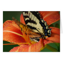 Schmetterling auf Lilien-Gruß-Karten