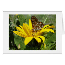 Schmetterling auf Sonnenblume Karten