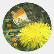 Schmetterling dankt Aufklebern