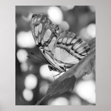 Schmetterling, der Schwarz-weißen Natur-Druck aufw Posterdrucke