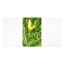 Schmetterling Fotogrußkarten