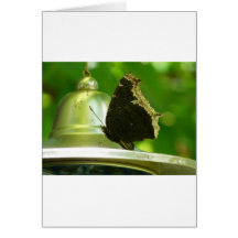 Schmetterling Grußkarte