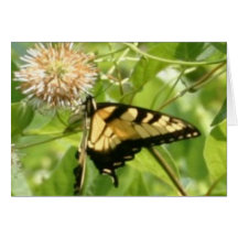 Schmetterling Grußkarten