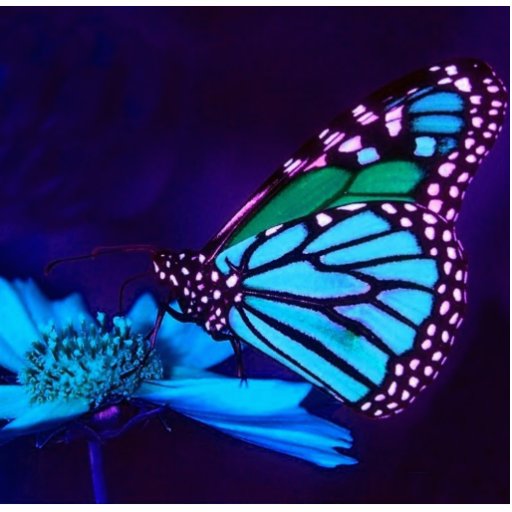 Schmetterling in der blauen hellen Foto-Skulptur Photostatue