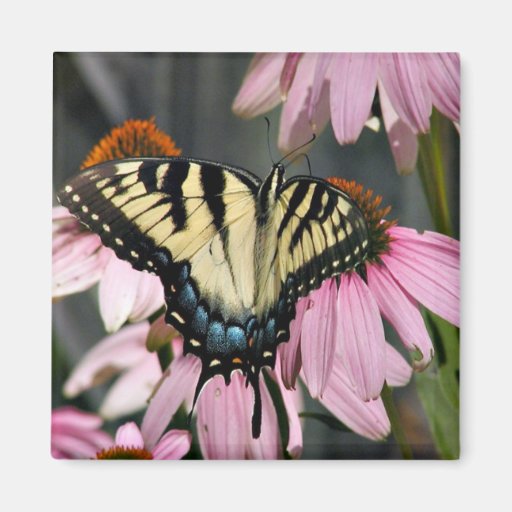 Schmetterling Magnete