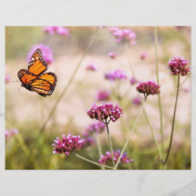 Schmetterling - Monarach - das süße Leben Flyer