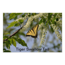 Schmetterling Photodrucke
