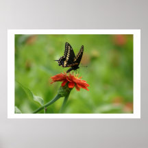 Schmetterling Plakat