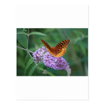 Schmetterling Postkarte
