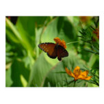 Schmetterling Postkarten