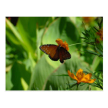 Schmetterling Postkarten