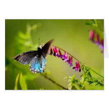 Schmetterling und Blume Grußkarte