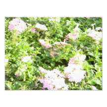 Schmetterling und Blumen Photographischer Druck