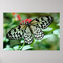 Schmetterlings-Blumen Plakatdrucke