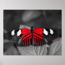 Schmetterlings-Druck Plakatdrucke