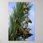 Schmetterlings-Kiefern-Erholungsort-Plakat