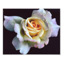 Schmetterlings-Rose um Mitternacht Fotografien