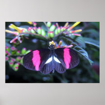 Schmetterlings-Schönheit Plakatdruck