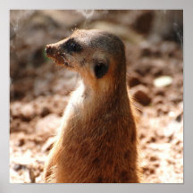 Schmutziges Meerkat Plakat