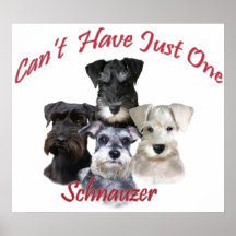 Schnauzer kann gerade ein nicht haben druckt plakatdrucke