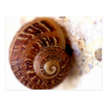 Schnecke es! postkarte
