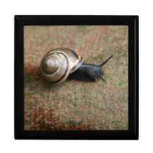 Schnecke-Fliesen-Schmuckkästchen groß Schmuckschachtel