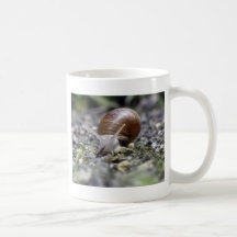 Schnecke-Foto Teehaferl