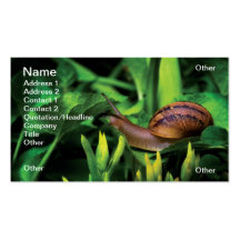Schnecke Visitenkarte