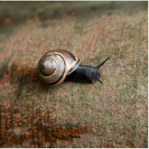 Schneckemagnetskulptur Fotofiguren