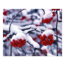 Schnee auf europäischen Ebereschen-Beeren, Utah Fotografie
