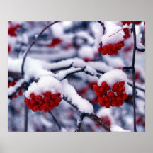 Schnee auf europäischen Ebereschen-Beeren, Utah Poster