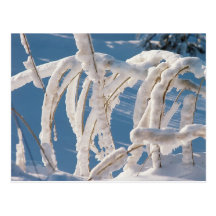 Schnee bedeckte Zweige Postkarte