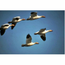 Schnee-Gänse im Flug Photoskulpturen