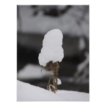 Schnee-Hut Photos