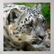 Schnee-Leopard - auf dem Ausblick! Plakat