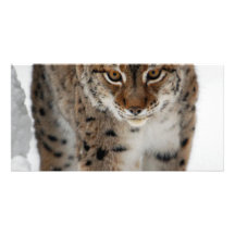 Schnee-Luchs Bildkarte
