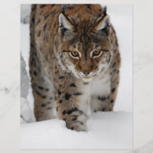 Schnee-Luchs Flyerdruck