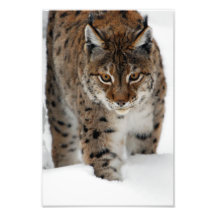 Schnee-Luchs Photodrucke