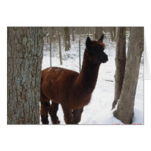 Schnee Paca Karten