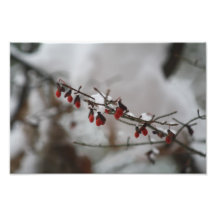 schneebedecktes Winterfoto