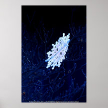 Schneeflocke in Blau 6 Poster