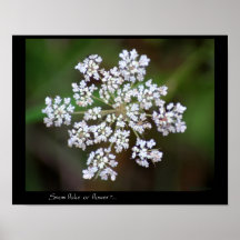 Schneeflocken-Blume Posterdrucke
