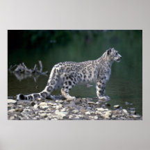 Schneeleopard neben Fluss Plakatdruck