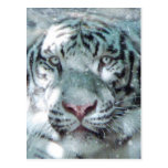 Schneewittchen-Tiger-Postkarte
