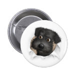 Schnoodle (schwarz) heraus sprengend anstecknadelbuttons