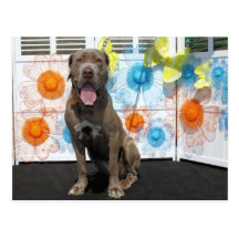 Schnüffler - Neopolitan Mastiff -3 Postkarten