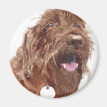 Schokolade Labradoodle #1 Magnet Kühlschrankmagnet