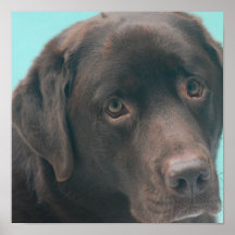 Schokoladen-Labrador-Hundeplakat
