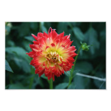 Schöne Blume Photographien